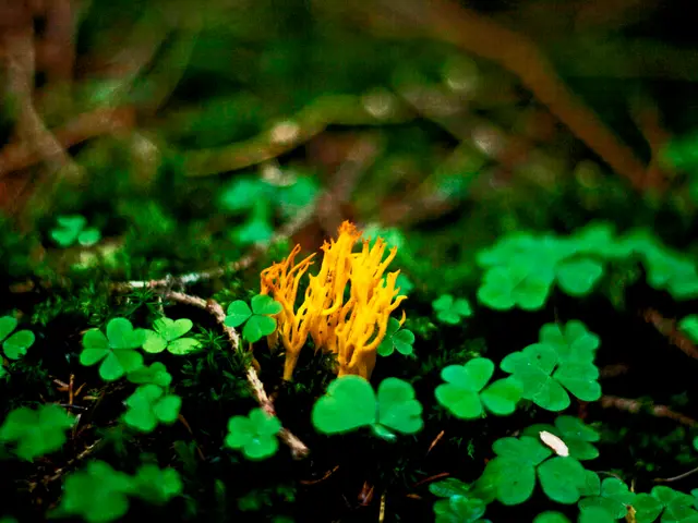 Revitalizing Gardening Soil: Detailed Instructions for Boosting Your Vegetation's Vitality