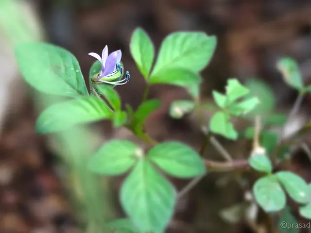 Orchids are being cultivated in the Omsk region