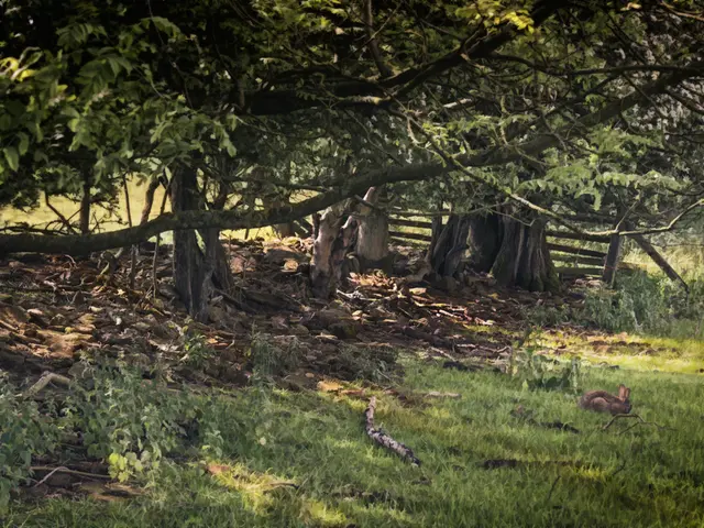 Protecting Your Garden Plants with Burlap Material: Uncovering the Advantages of Burlap in...