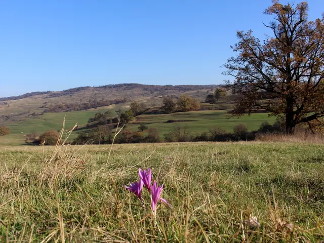 Garden Design Innovations Embraced by Green Thumbs from the UK's Chelsea Flower Show, Showcasing...