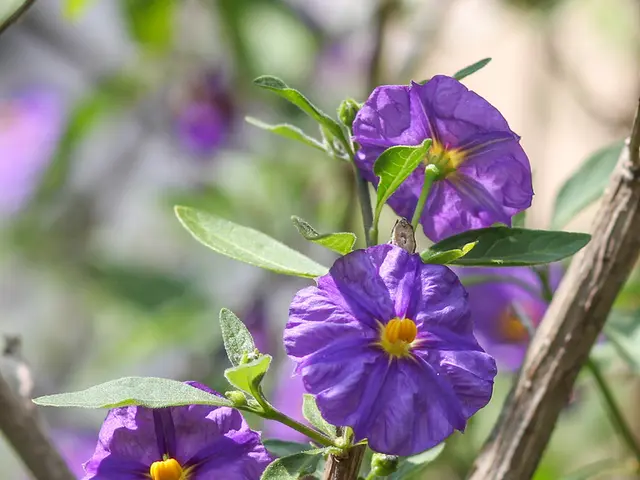 "Learning techniques for continuously blooming cosmos flowers throughout summer by deadheading"