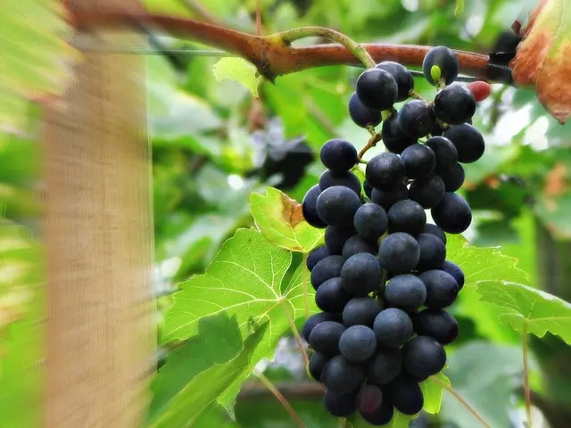Cultivating Grapes in Home-Based Fruit Gardening