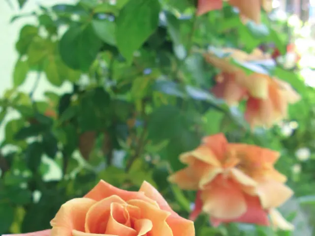 Springtime Fertilizing Strategies for Knockout Roses: Insights from Seasoned Horticulturists