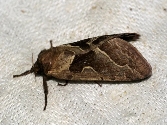 Increase in Borrelia infections surpasses last year's figures