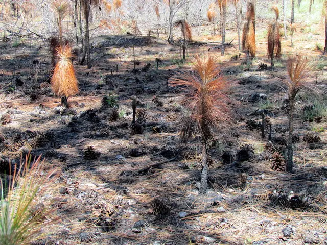 Guideline for Establishing Miniature Climatic Zones via Permaculture Strategies