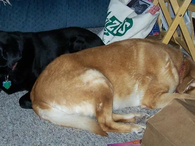 Government directive issued for relocating homeless dogs within Delhi-NCR to animal shelters by the...