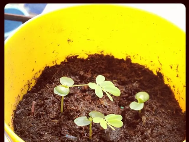 In a compact outdoor area, Diane Keaton's courtyard presents a clever solution for incorporating...