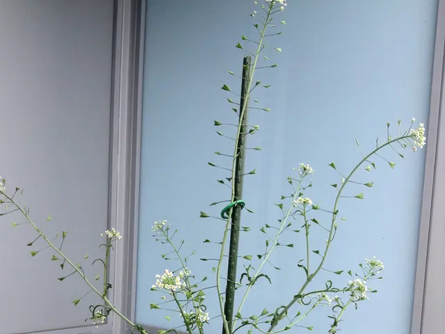 Nexa Set Stands as the Top Choice for Optimal Experience