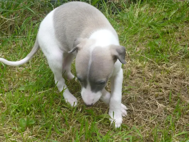 Dog Number 15's Welfare in Lübeck's Animal Shelter