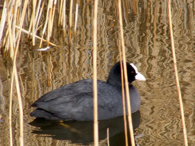 Unhealthy Alternatives: Exploring 10 Harmful Common Weeds