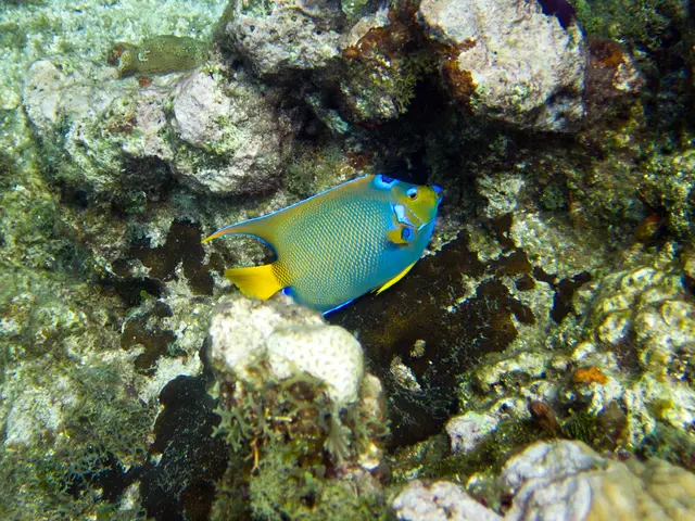 Providing Coral Fans for Enthusiasts