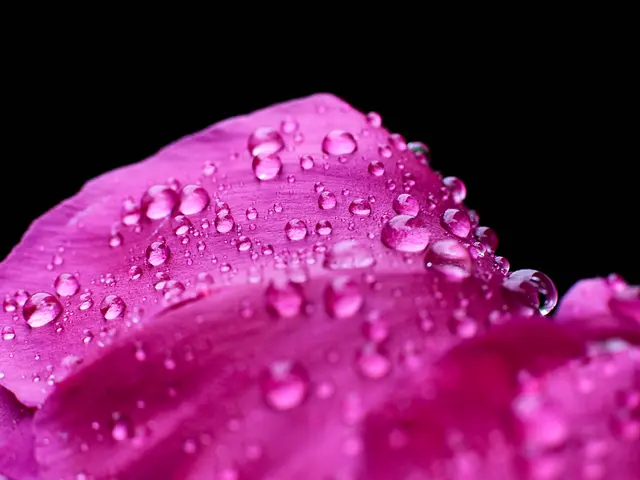 Overwatered Orchid: Crucial Guidelines for Recovery