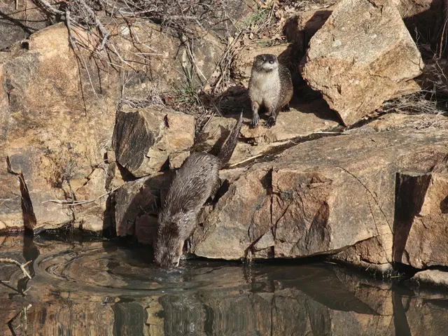 Exploring the Wild: A Steps Through Nature Experience