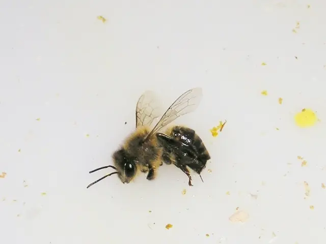 Wasp pests may incur high costs: potential fines amounting to five figures