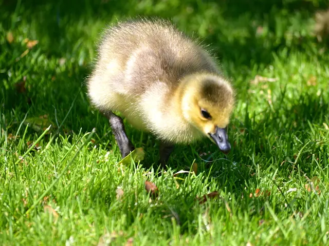Exciting event: 50,000th animal released from Dane Co. Humane Society Wildlife Center, showcasing...