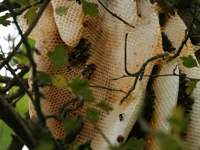 August's secret beet harvests: Giant, sweeter-than-honey beets, but common fertilizers will do more...