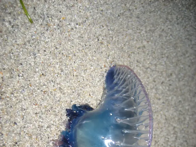 Affordable and Natural Wasp and Mosquito Deterrent Discovered: Discover How This Common Kitchen...