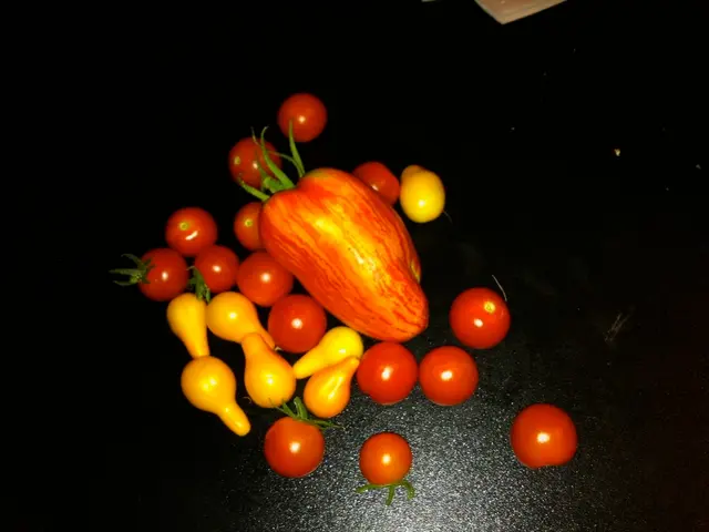 August Harvesting Guide: Identify the Ripeness Indicators and Correct Methods for Harvesting 7...