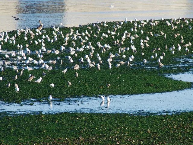 Exploring the Variety of Marsh-Dwelling Birds at Martlesham Wilds