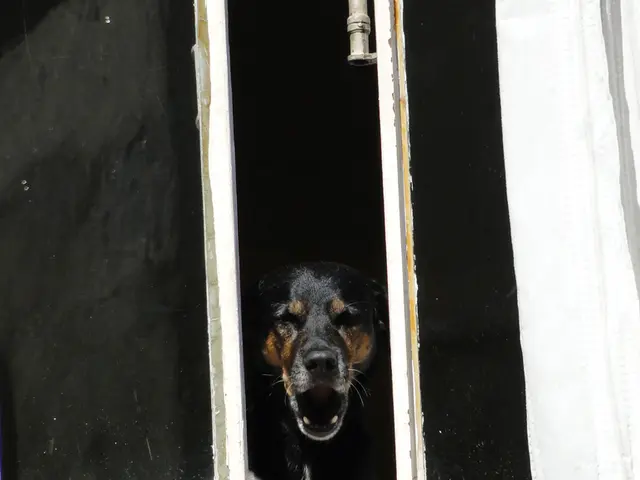 Relentless Canine Barking: Uncovering Reasons and Strategies to Silence Persistent Yapping