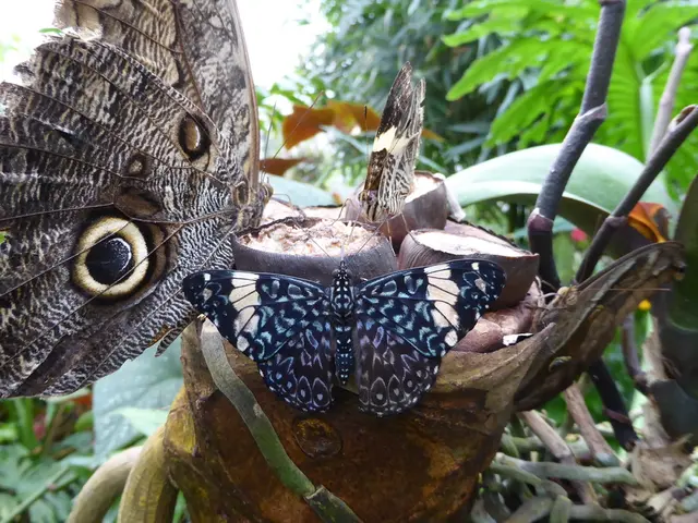 Is Tropical Milkweed Harmful to Your Butterflies? Mitigation Strategies