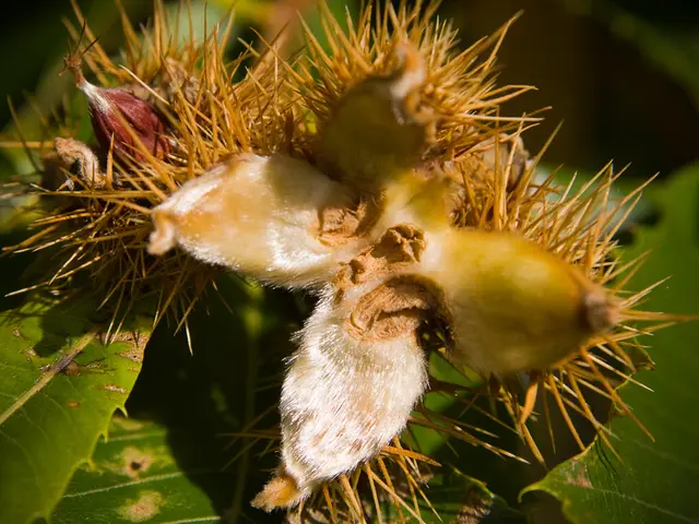Indoor Care Instructions for Crown of Thorns Plant