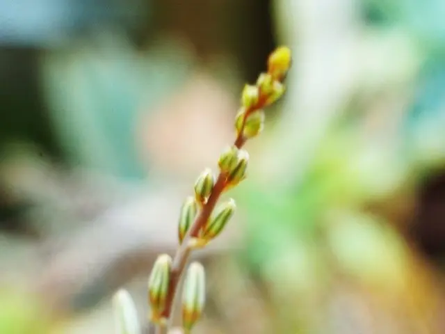 Fostering Polka Dot Plants in Soil: A Simple Step-by-Step Guide