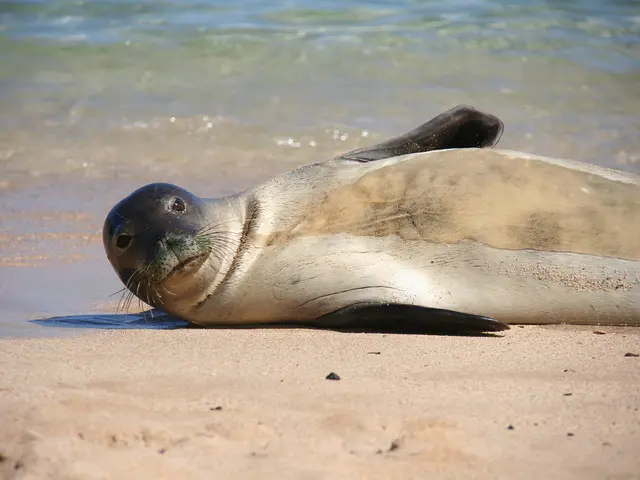 Golden Beach in Sesimbra resumes swimming activities