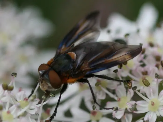 Strategies to Deter Flies from Horses: Six Approaches for Thwarting Attacks from Multiple...
