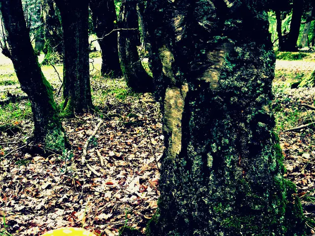 Lost forest mushroom discovered by authorities in Chernivtsi.