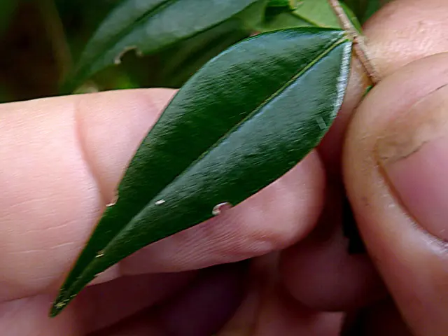 Guidelines for cultivating curry plants at home