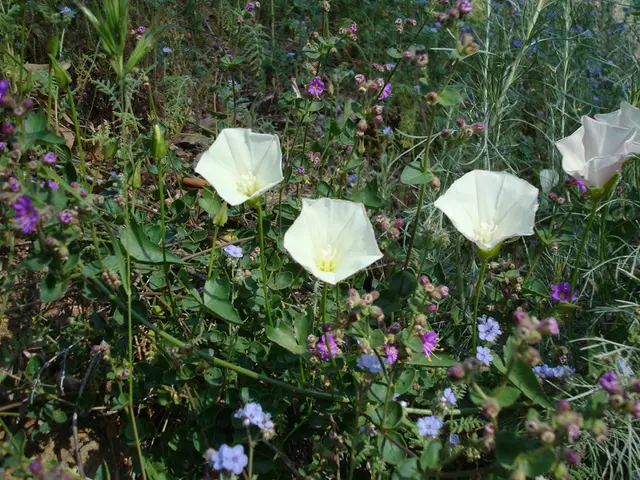 Corporate Wildflower Fields: Environmental Advantages and Image Enhancement