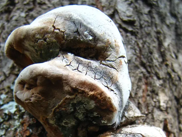 Identifying and Eliminating Bonsai Pests: Fungal Gnats Explained