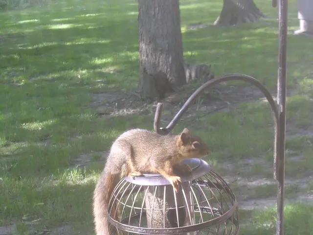 Winter Bird Feeding for Beginners: Essential Steps for Attracting Winter Birds to Your Yard