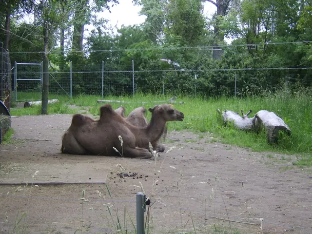 Desert-Dwelling Camels: What's Their Diet?