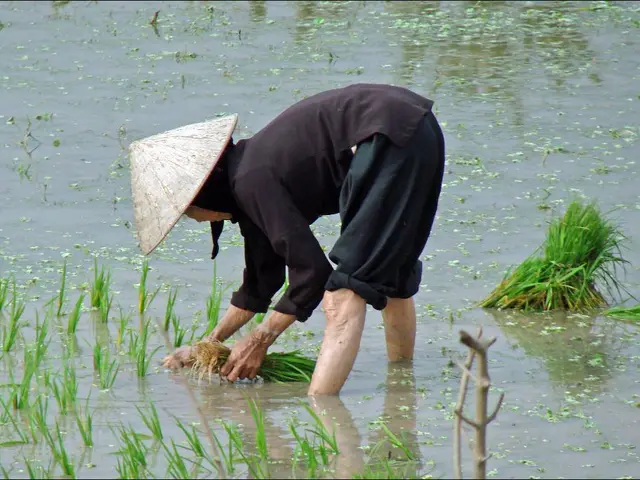 Impact of Gardening on Water Resources: Exploring the Effects of Gardening on the Watercycle