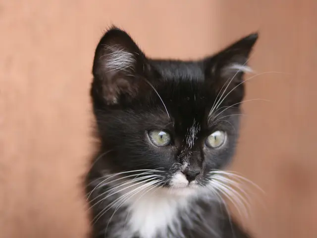 Damaged Vehicles: Eight parked vehicles suffer harm