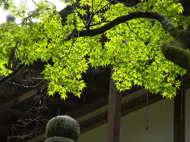 Dismally beautiful tree in Marbach on the brink of destruction