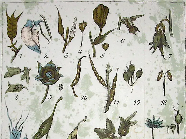 Autumn is perfect for separating robust geraniums - learn about the simple process of revitalizing...