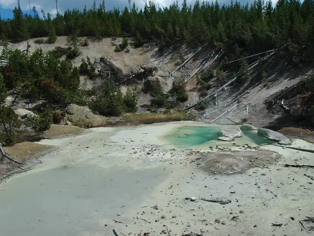 Water-Efficient Flowering Trees Suitable for Arid Landscapes
