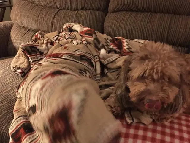 Spent countless hours searching for a sofa bed fit for my apartment's narrow doorway? This foldable...