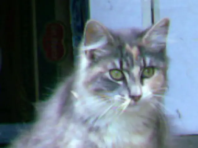 Installing a Pet Door in 9 Simplified Stages