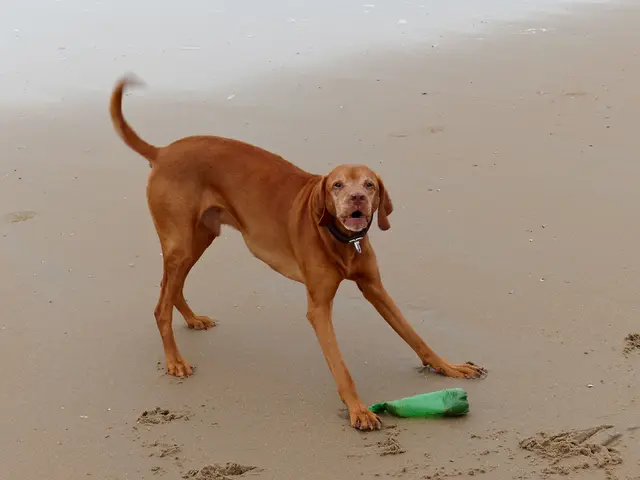 In this image we can see a dog on the sea shore. We can also see a bottle on the sand.