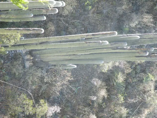 This image is in the right direction. In this image I can see many plants on the ground and also...