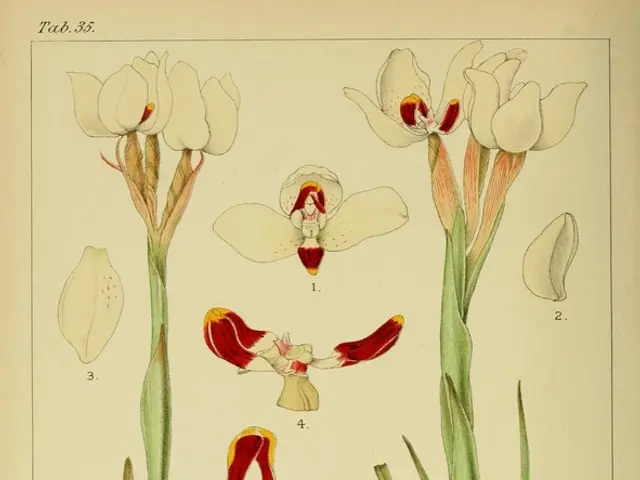 In this image, we can see a magazine poster. Here we can see few plants with flowers. Here there is...