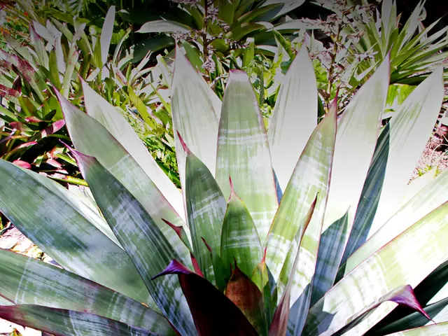 In this image we can see many plants.